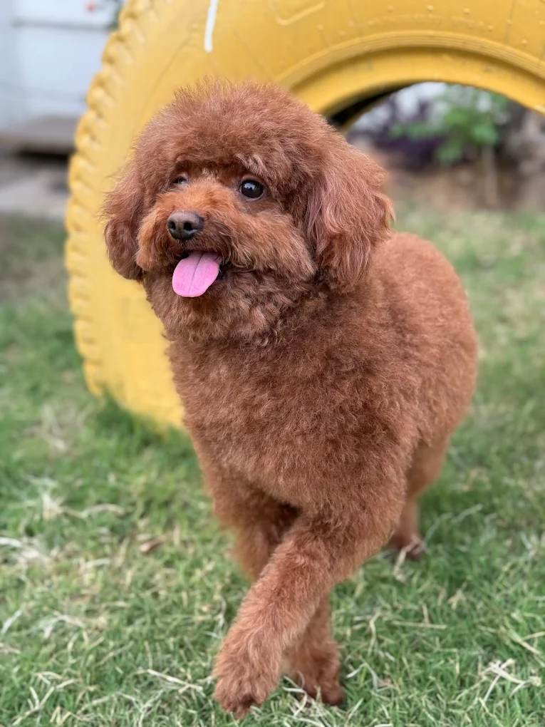 Pet grooming client transformation